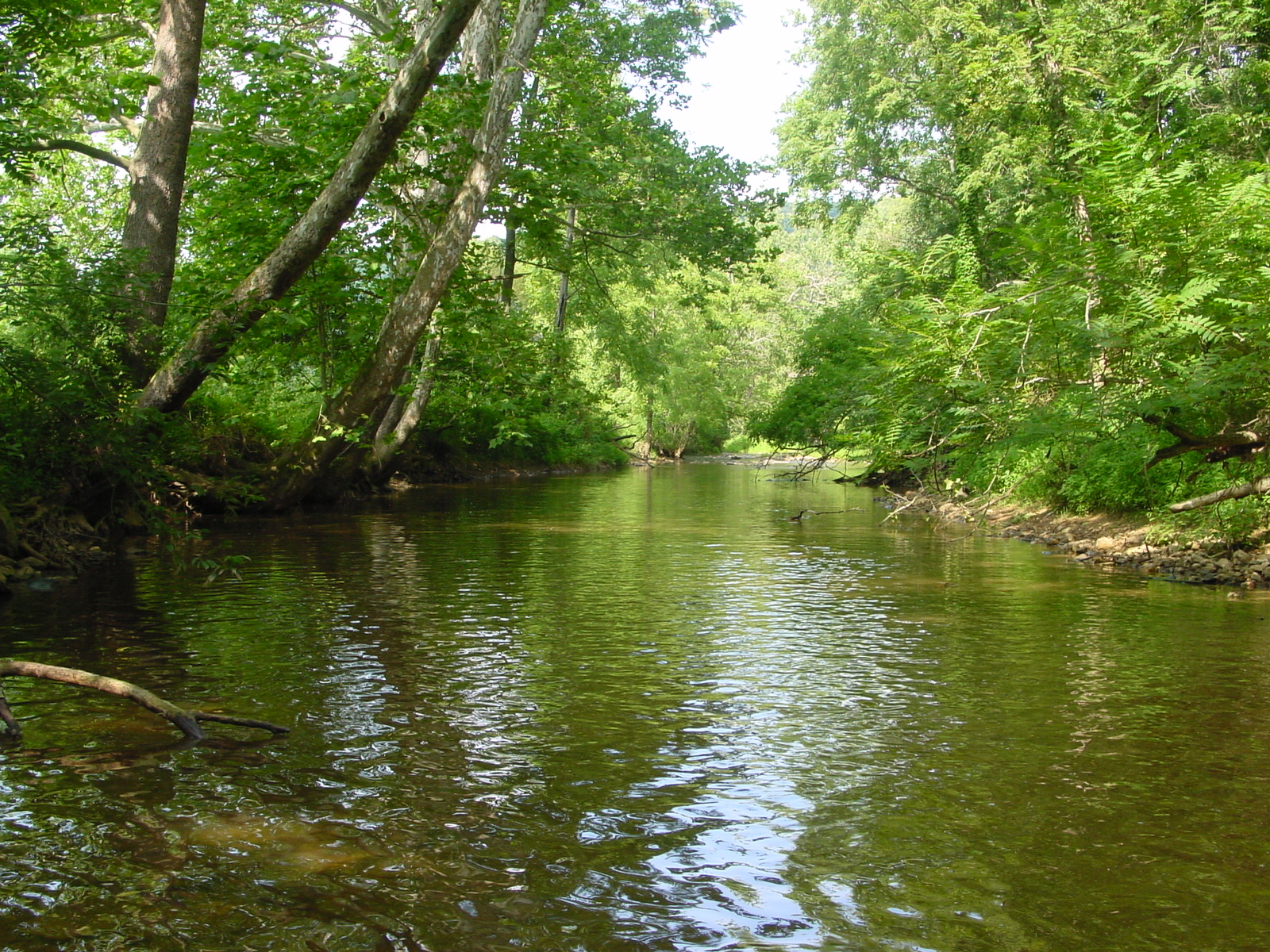 Field photo showing stream conditions at site CATO-301-R-2003-3