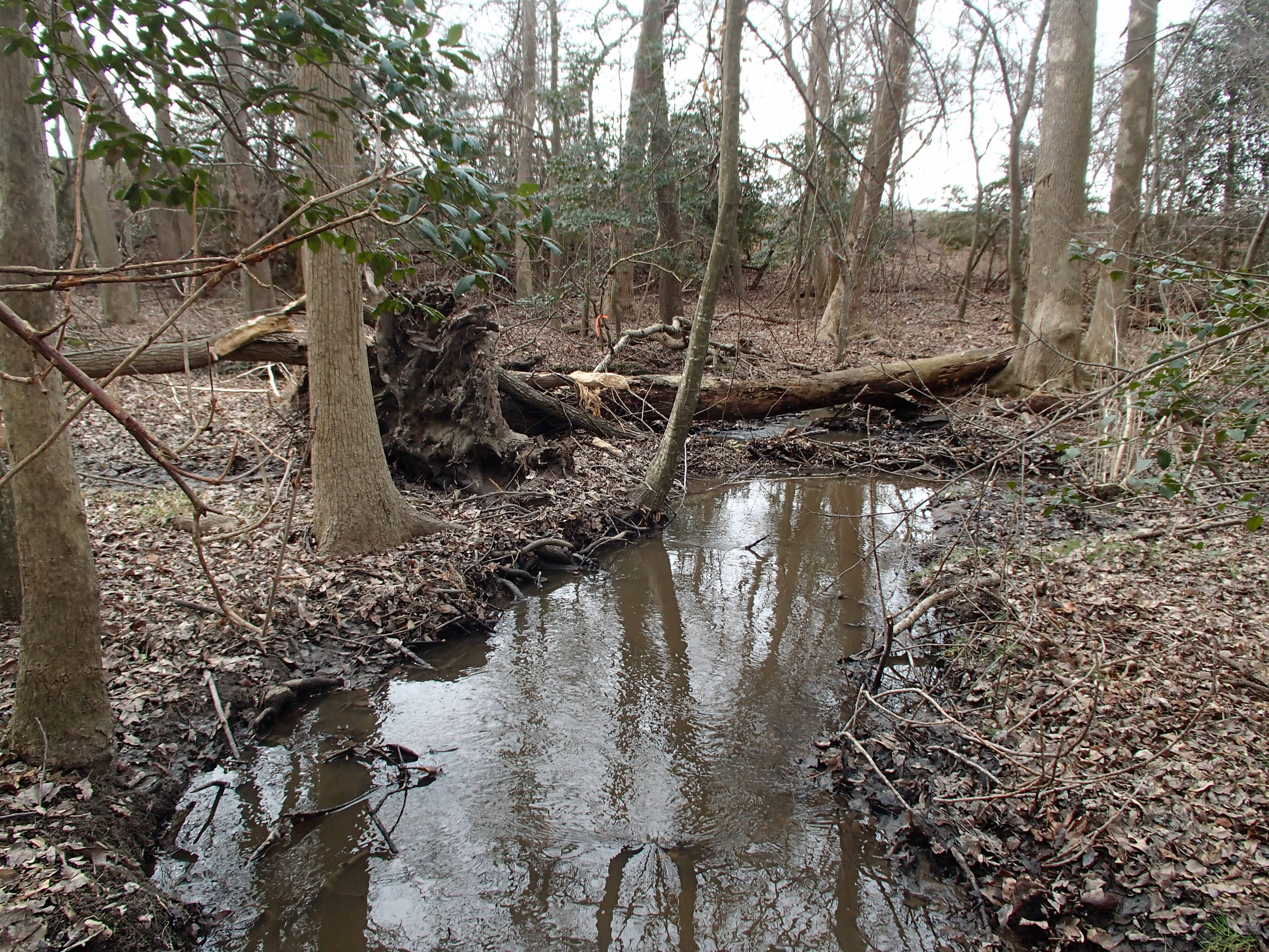 Field photo showing stream conditions at site CHIN-119-R-2015_50m-mark-looking-down