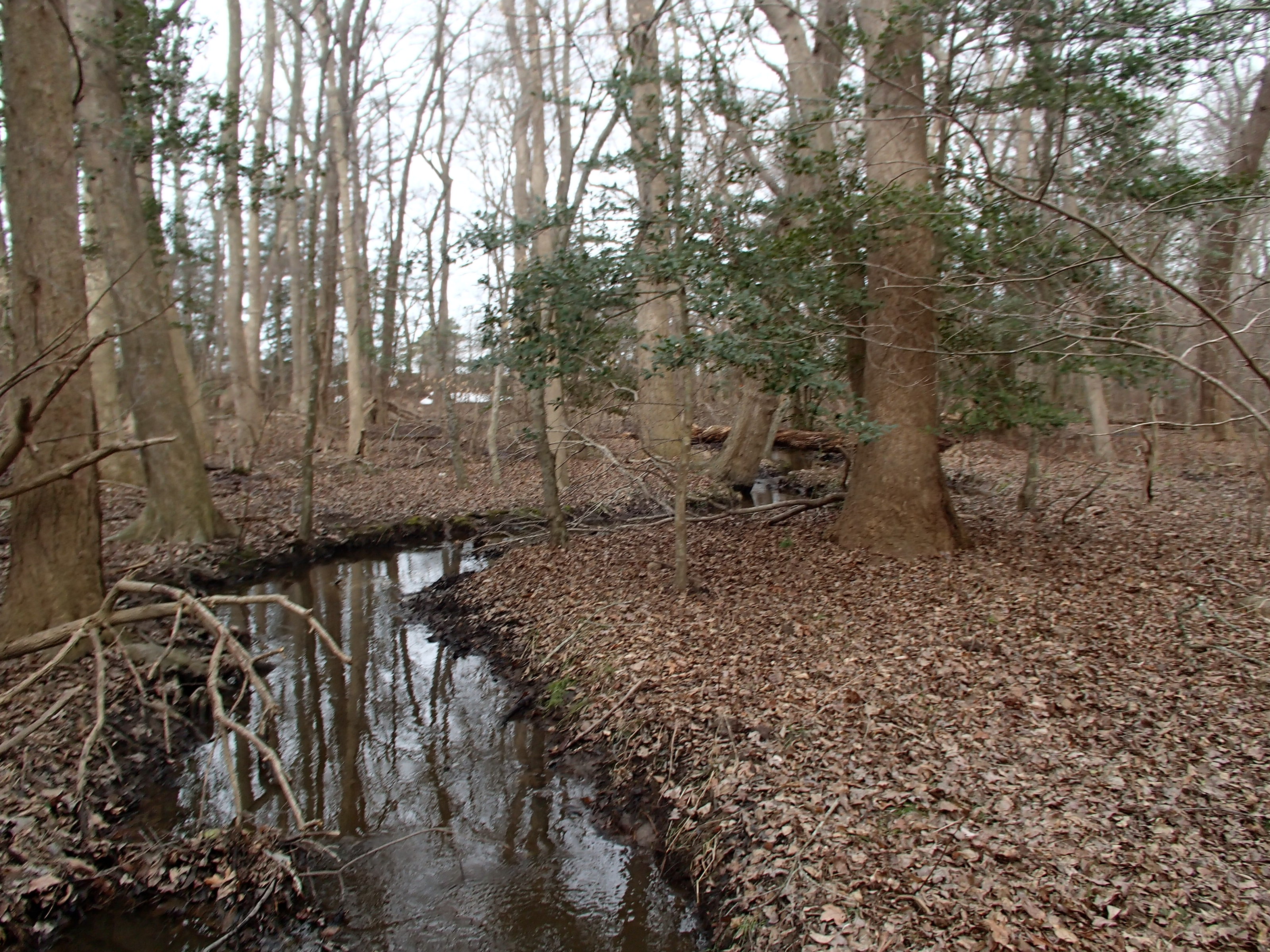 Field photo showing stream conditions at site CHIN-119-R-2015_50m-mark-looking-up