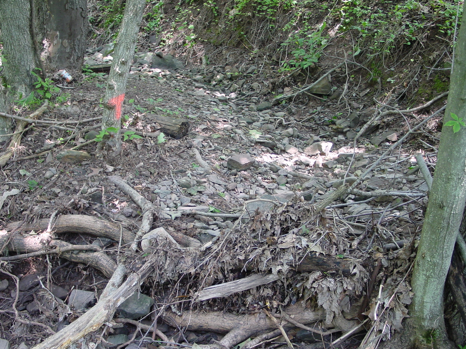 Field photo showing stream conditions at site COCA-104-N-2003-6