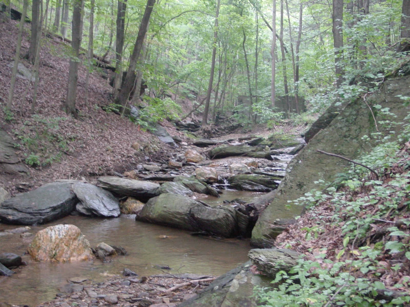 Field photo showing stream conditions at site COCA-105-N-2003-3