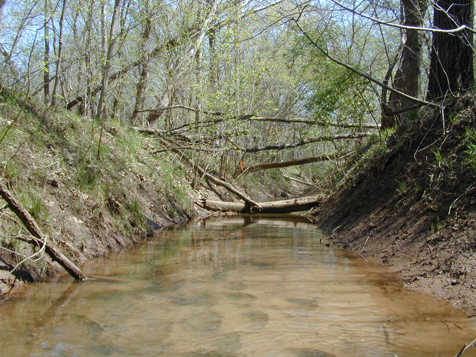 Field photo showing stream conditions at site COCA-109-N-2003-812