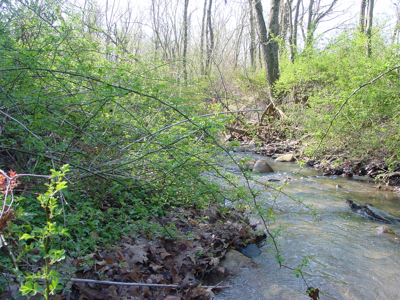 Field photo showing stream conditions at site COCA-112-N-2003-3
