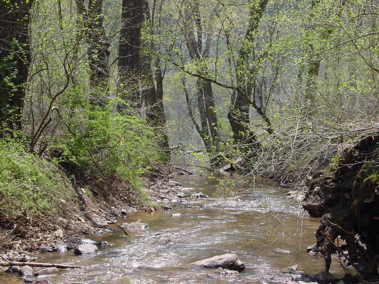 Field photo showing stream conditions at site COCA-113-N-2003-2