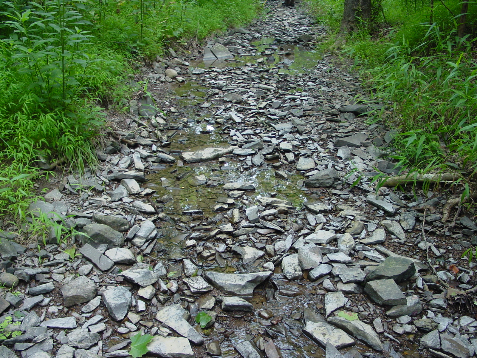Field photo showing stream conditions at site COCA-114-N-2003-4
