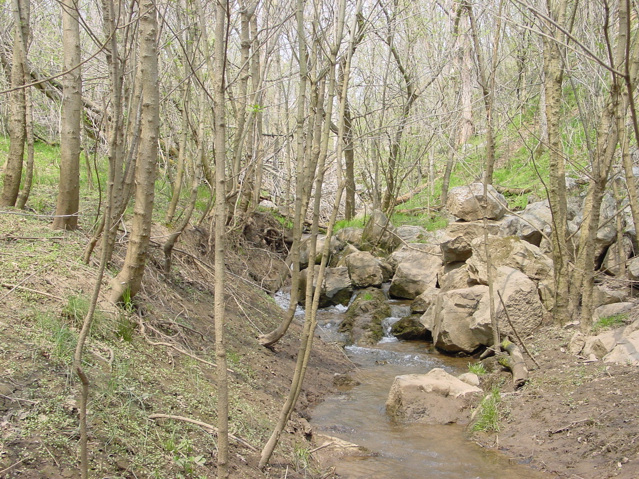 Field photo showing stream conditions at site COCA-115-N-2003-2