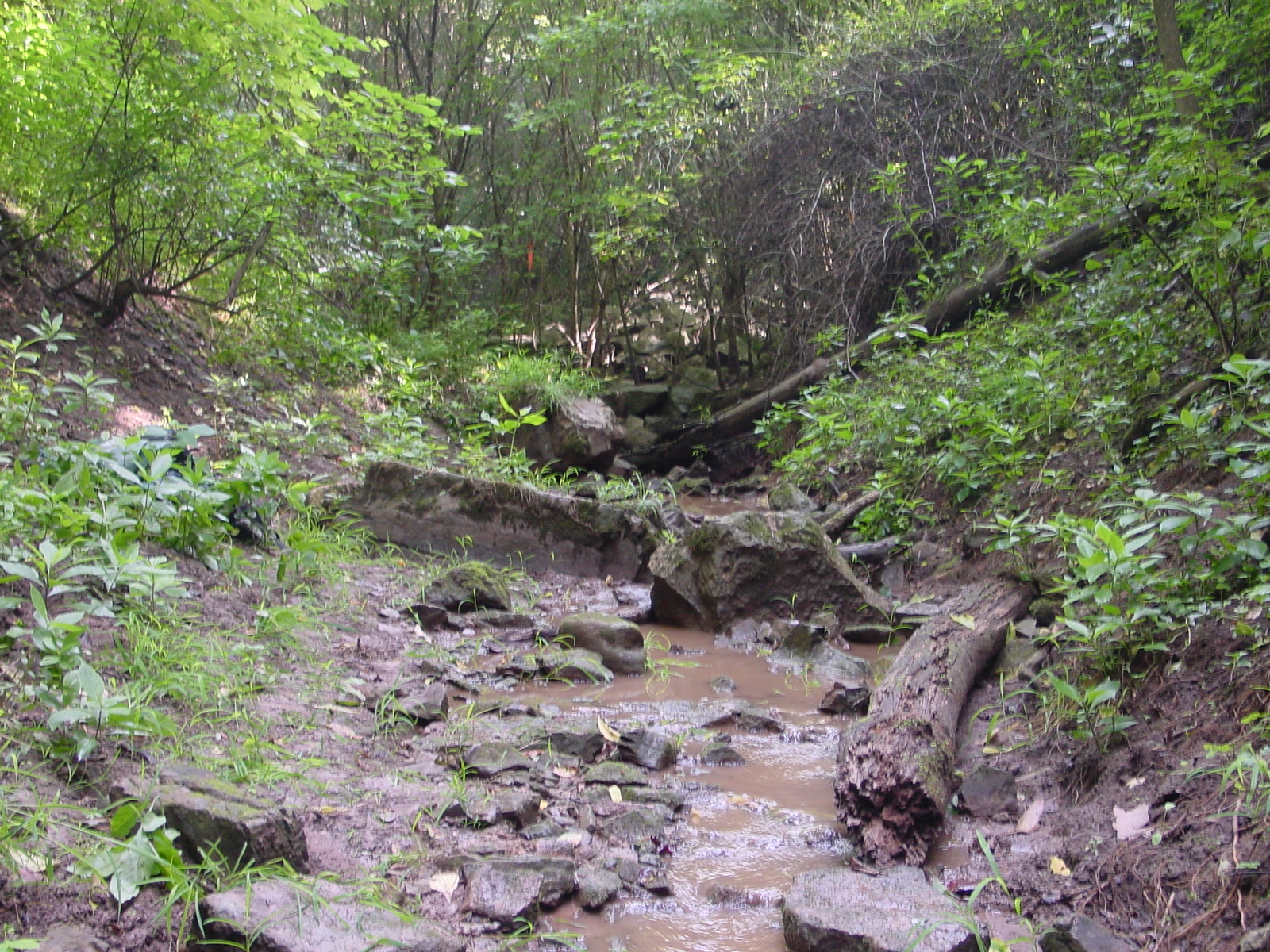 Field photo showing stream conditions at site COCA-115-N-2003-4