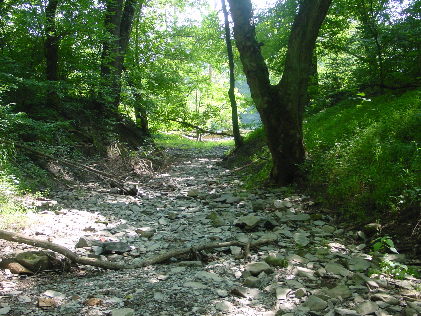 Field photo showing stream conditions at site COCA-116-N-2003-3