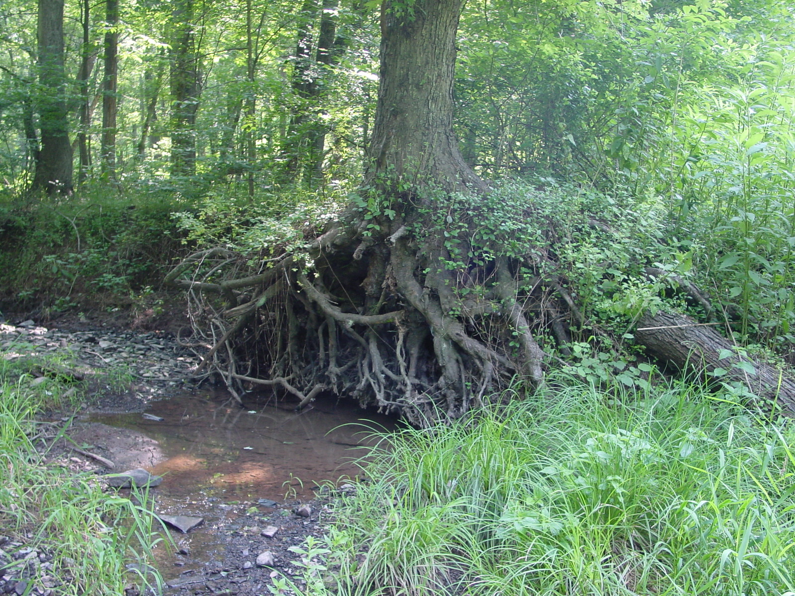 Field photo showing stream conditions at site COCA-201-N-2003-3