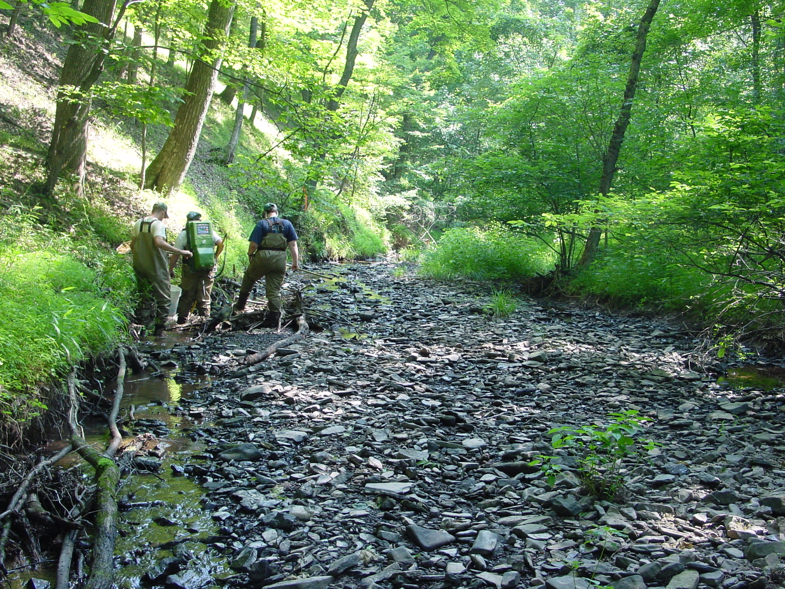 Field photo showing stream conditions at site COCA-201-N-2003-4