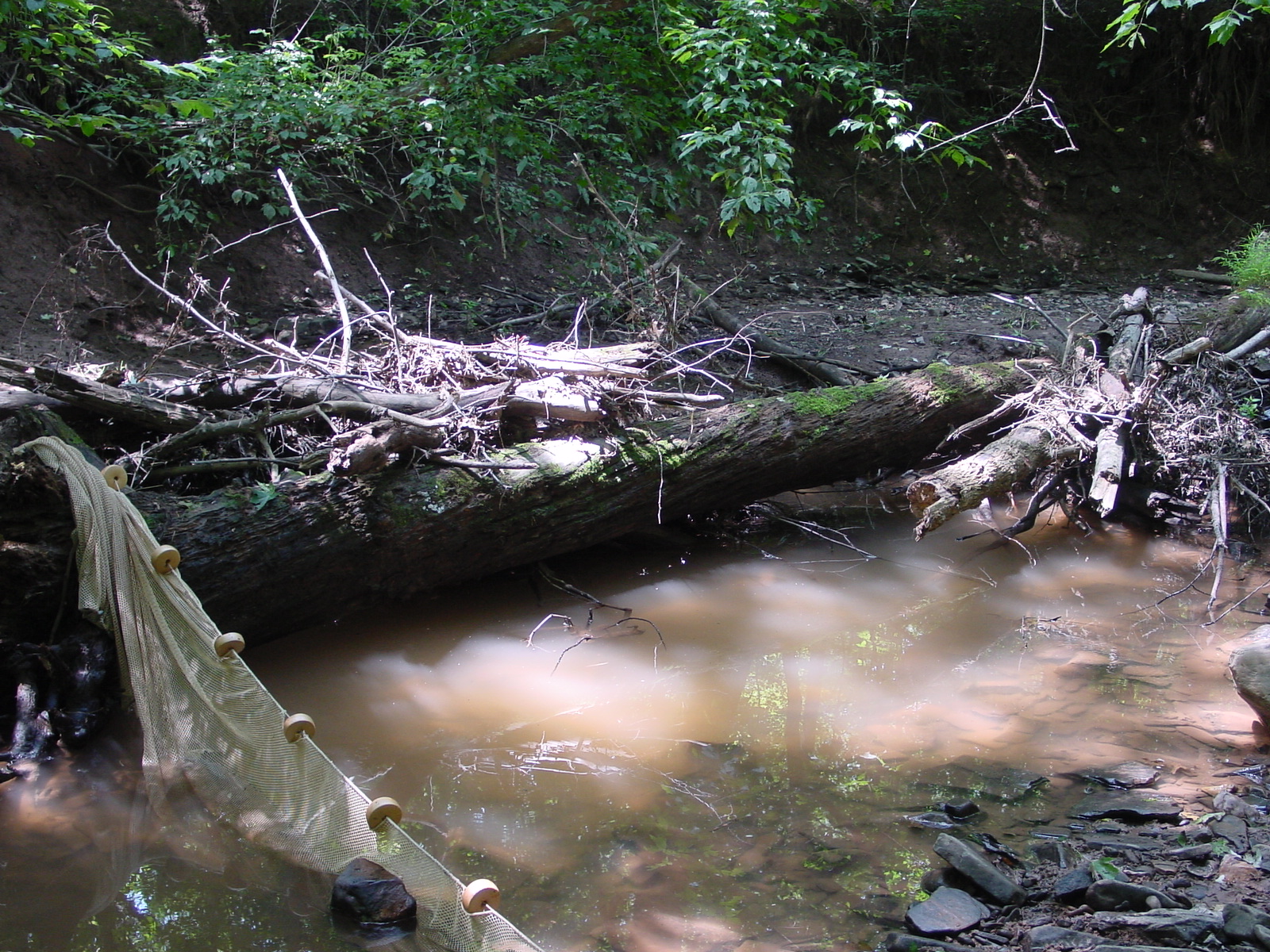 Field photo showing stream conditions at site COCA-203-N-2003-4