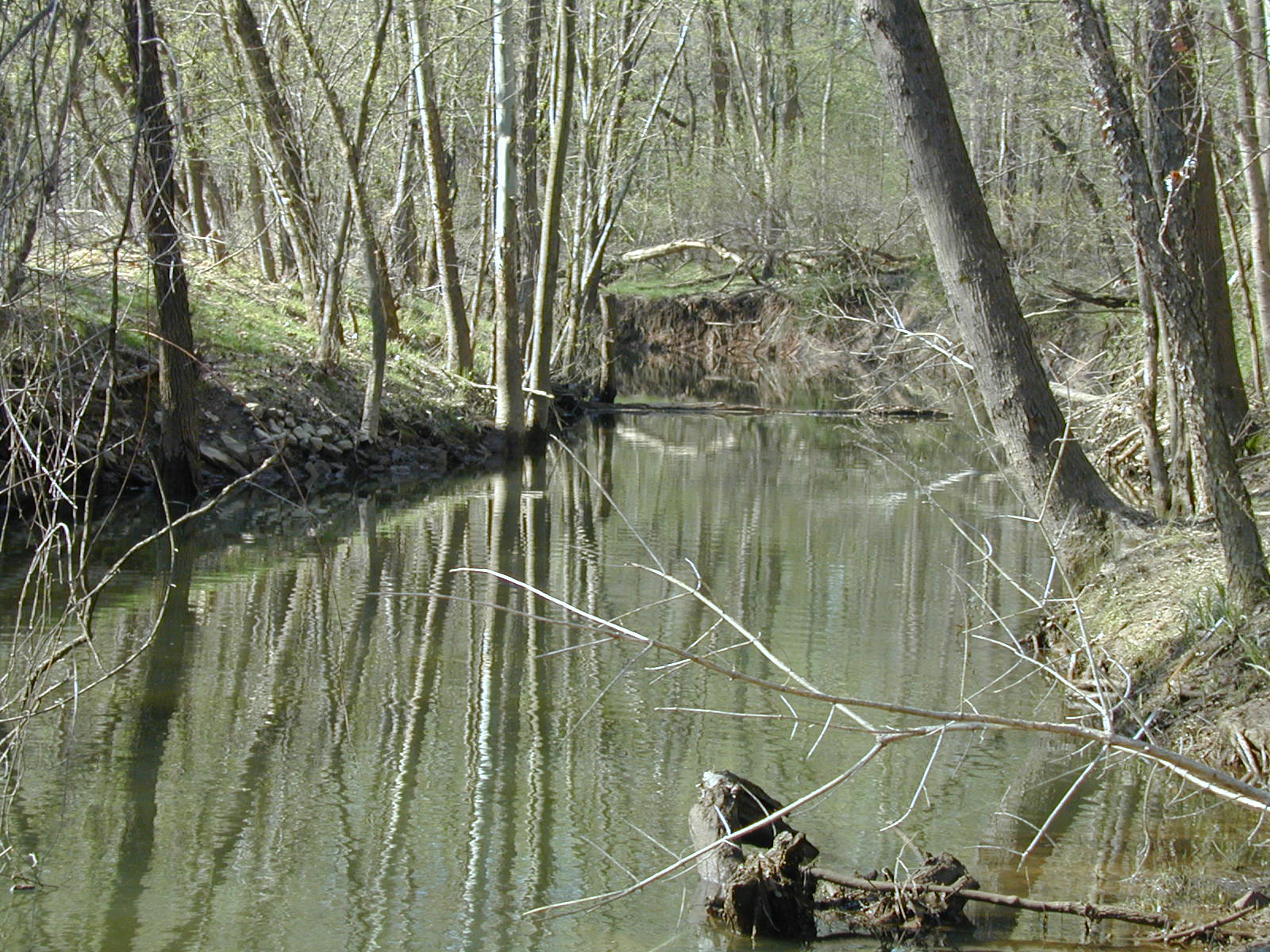 Field photo showing stream conditions at site COCA-206-N-2003-823
