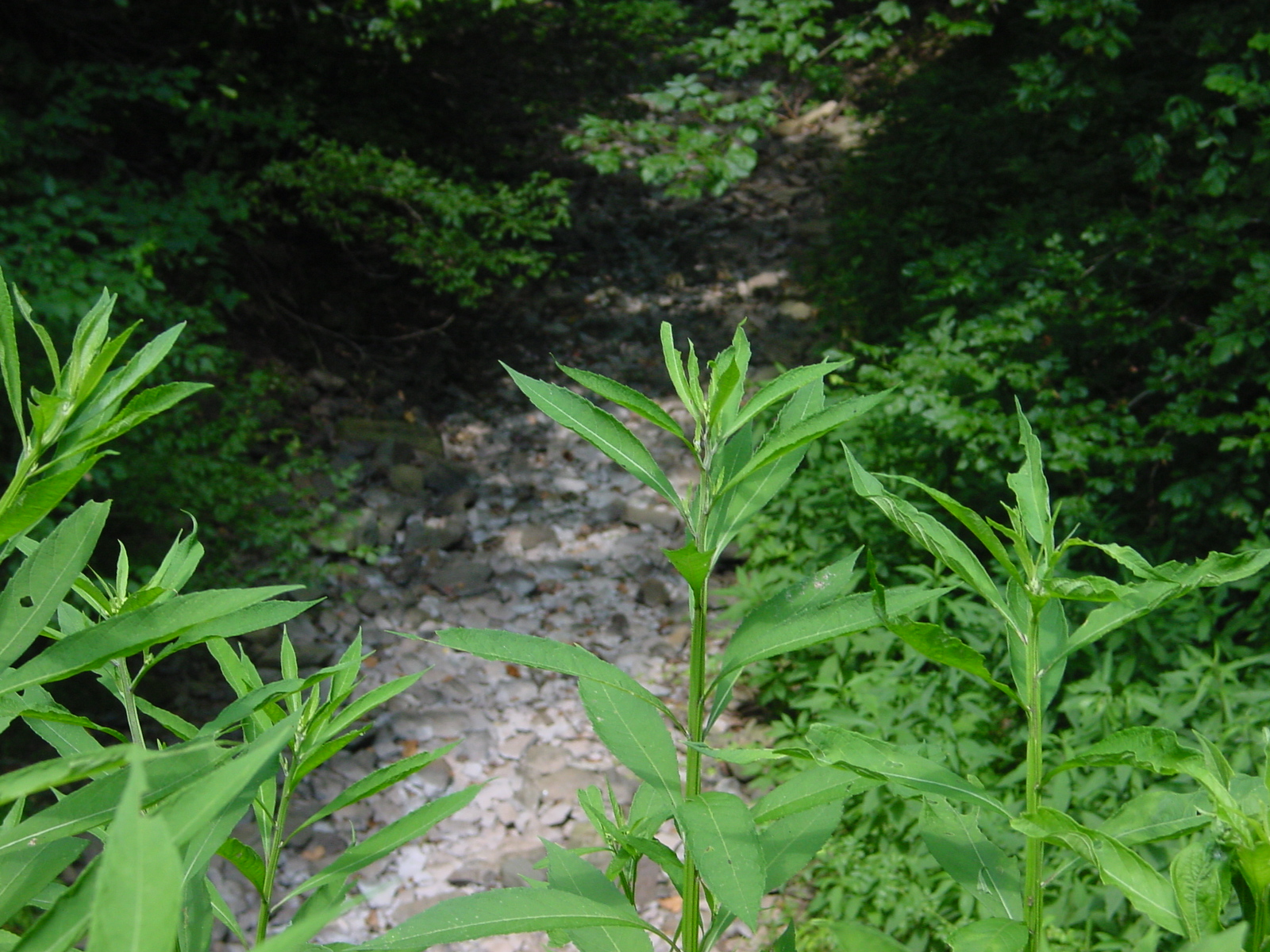 Field photo showing stream conditions at site COCA-211-N-2003-3