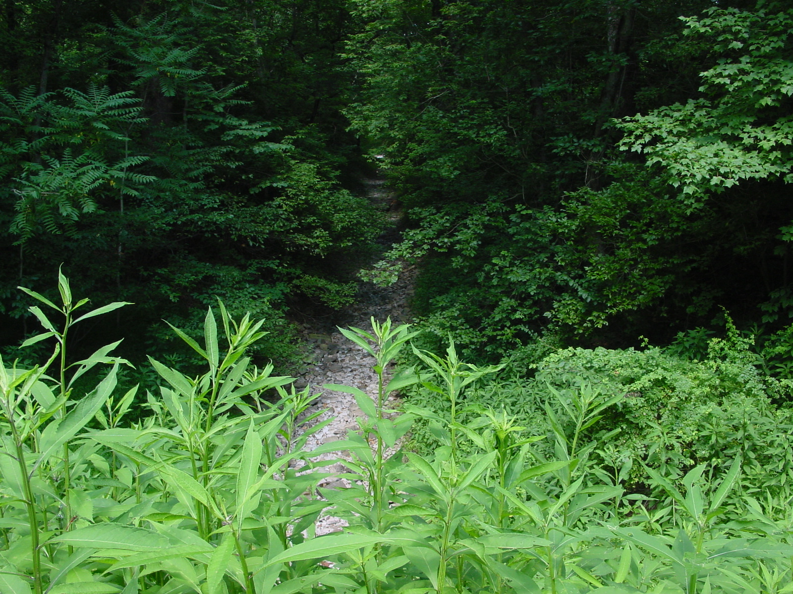 Field photo showing stream conditions at site COCA-211-N-2003-4