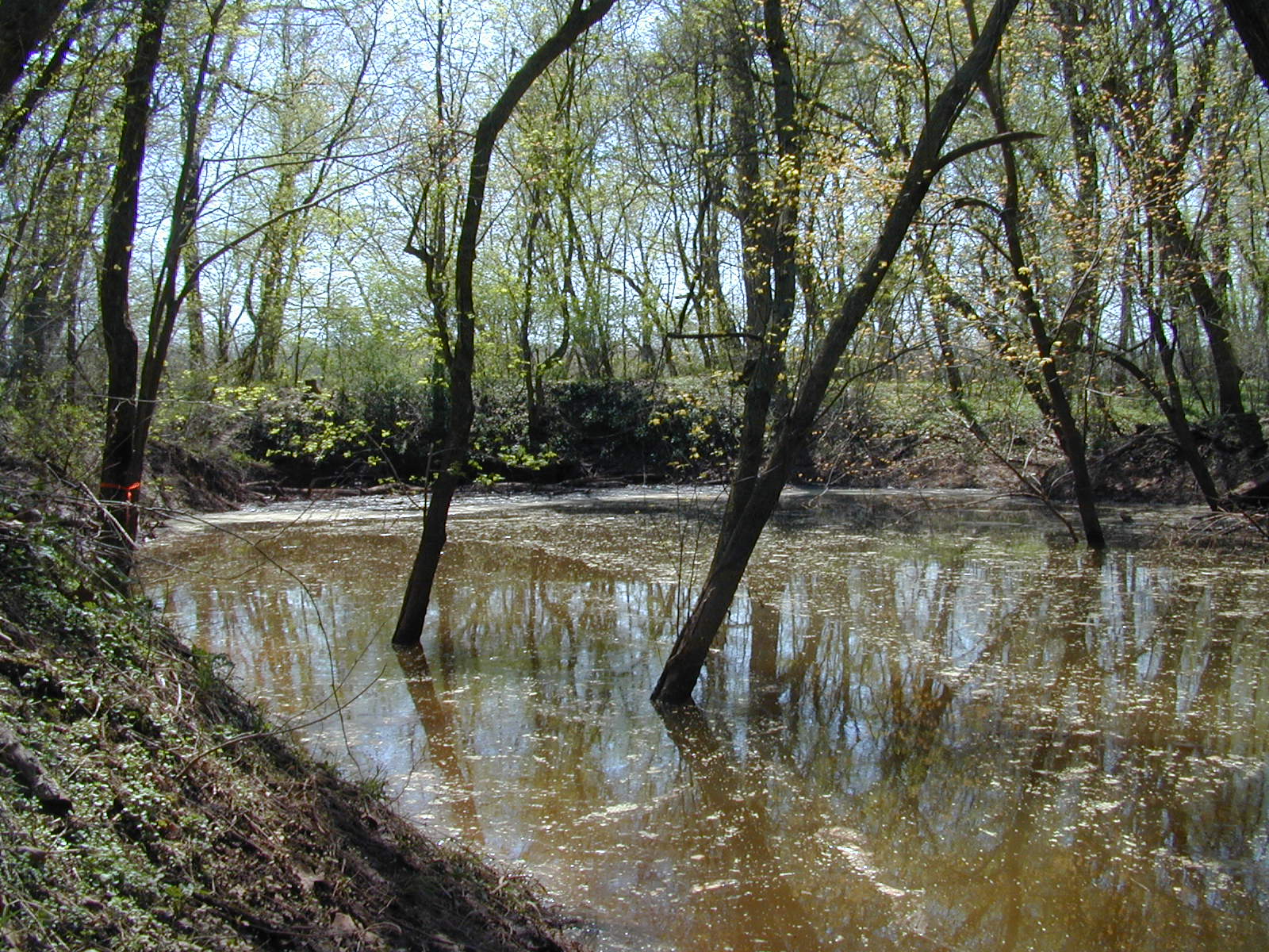 Field photo showing stream conditions at site COCA-307-N-2003-815