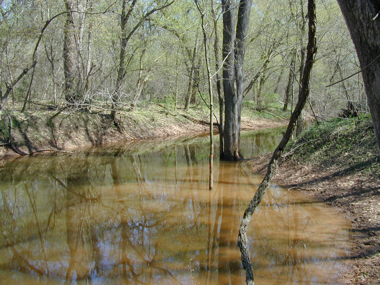 Field photo showing stream conditions at site COCA-307-N-2003-816