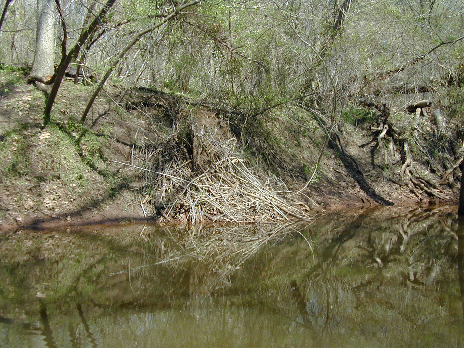 Field photo showing stream conditions at site COCA-307-N-2003-819