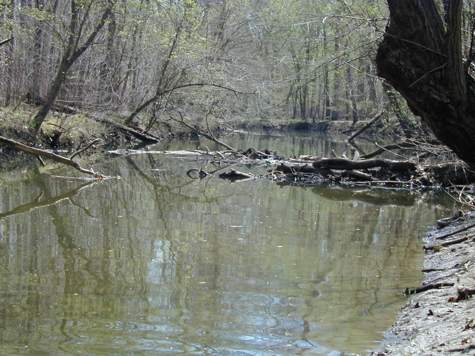 Field photo showing stream conditions at site COCA-308-N-2003-827