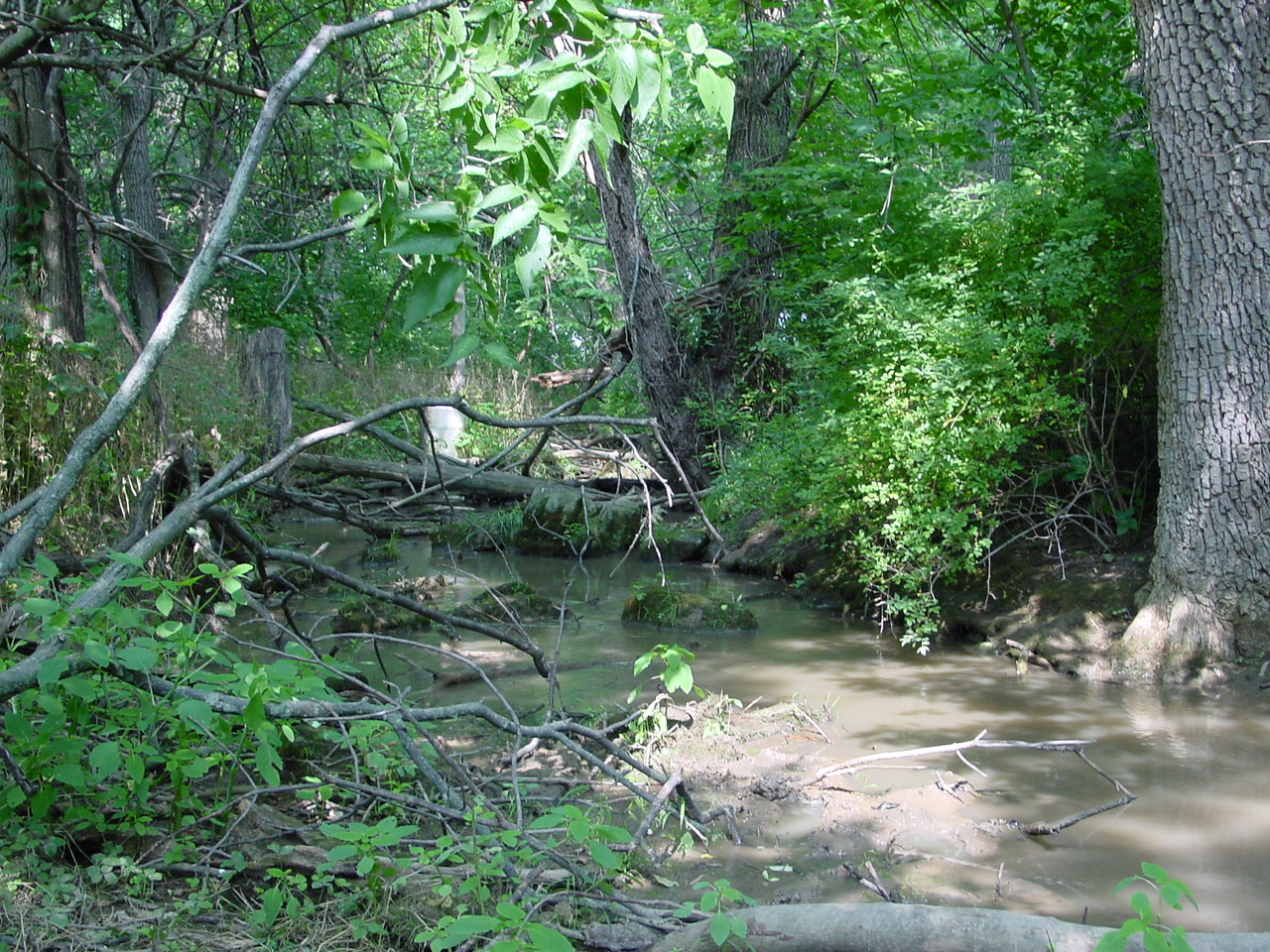 Field photo showing stream conditions at site CONO-101-R-2002-4