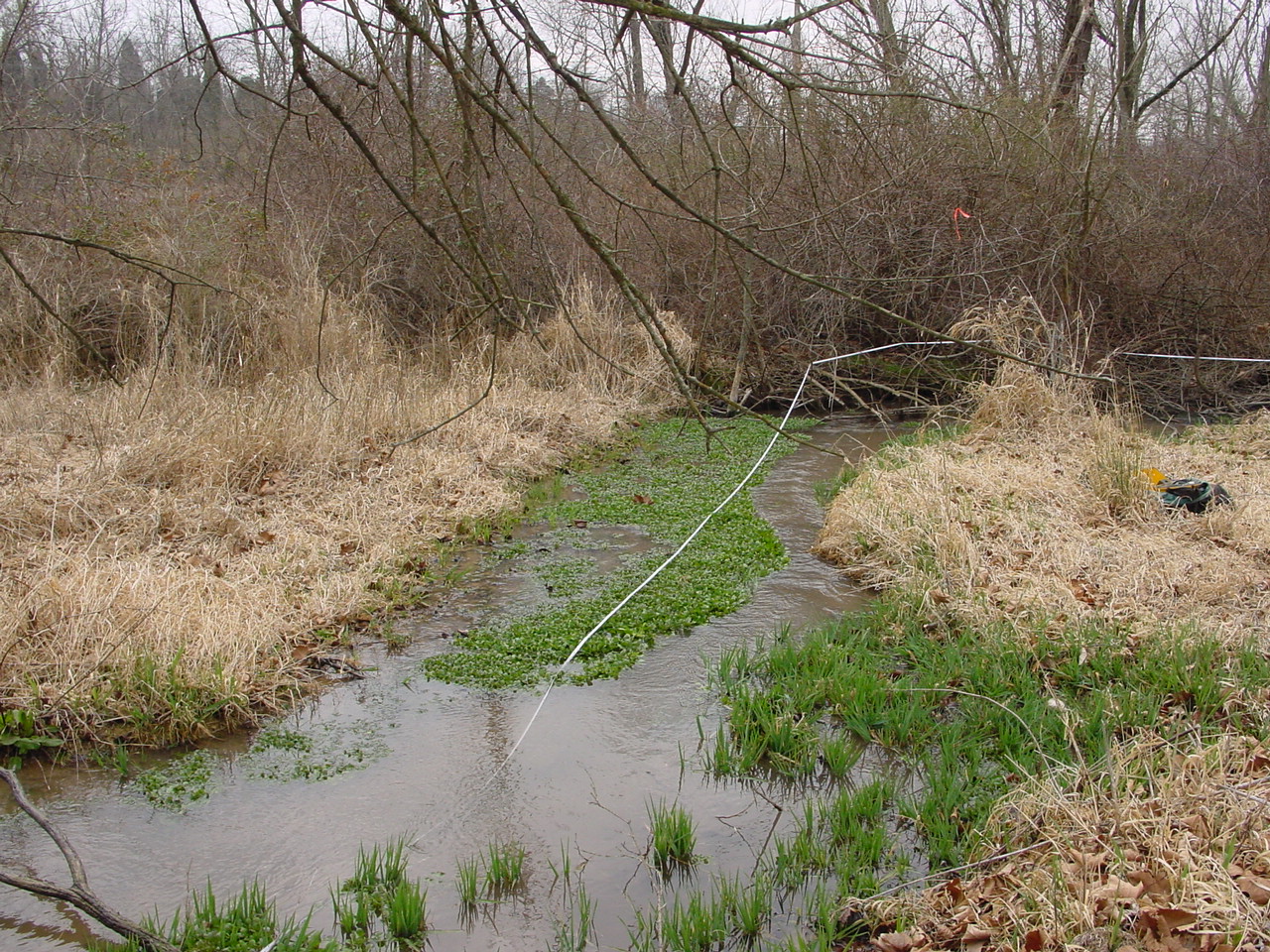 Field photo showing stream conditions at site CONO-114-R-2002-2
