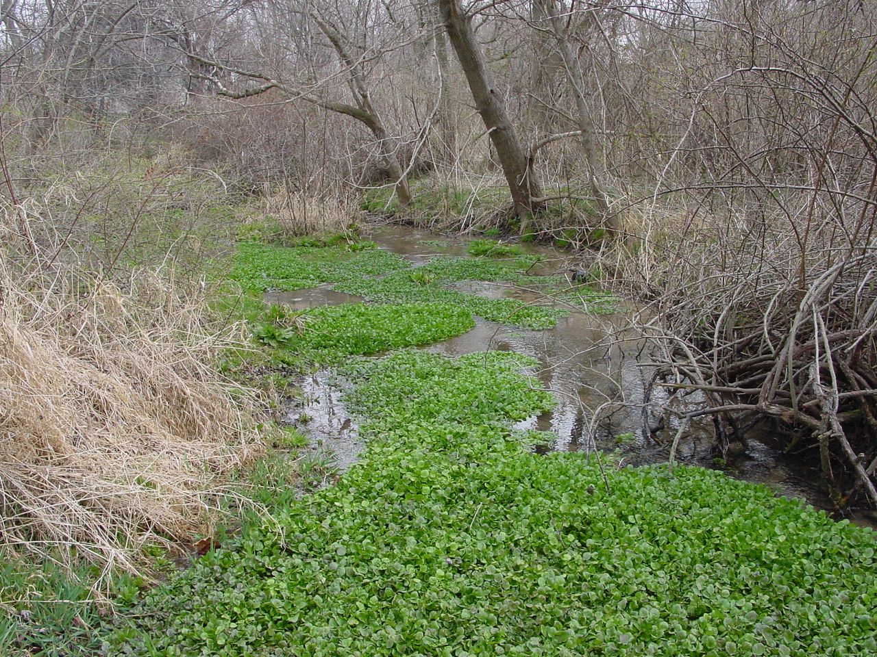 Field photo showing stream conditions at site CONO-114-R-2002-3