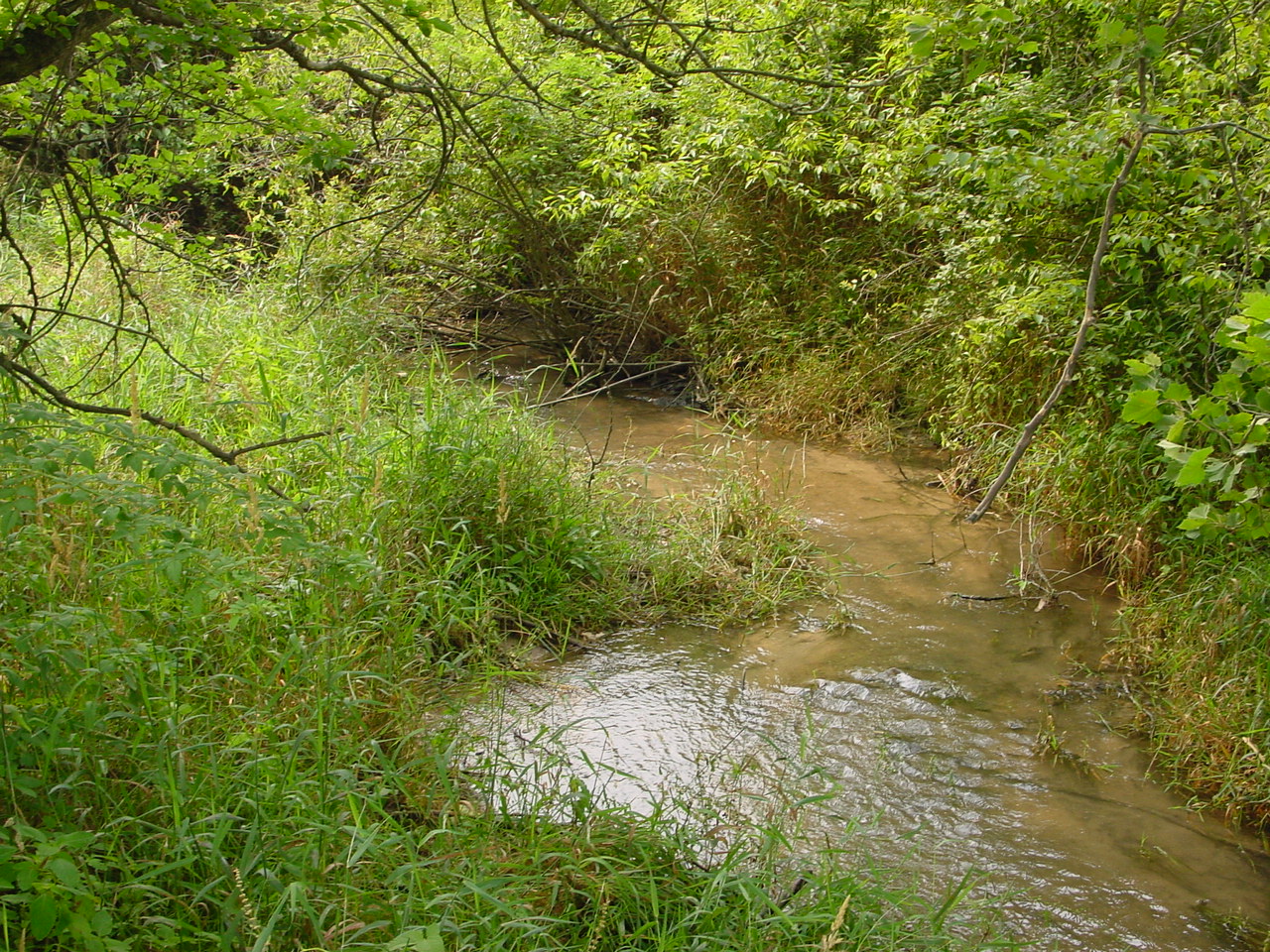 Field photo showing stream conditions at site CONO-114-R-2002-5