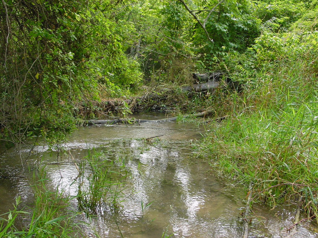 Field photo showing stream conditions at site CONO-114-R-2002-6