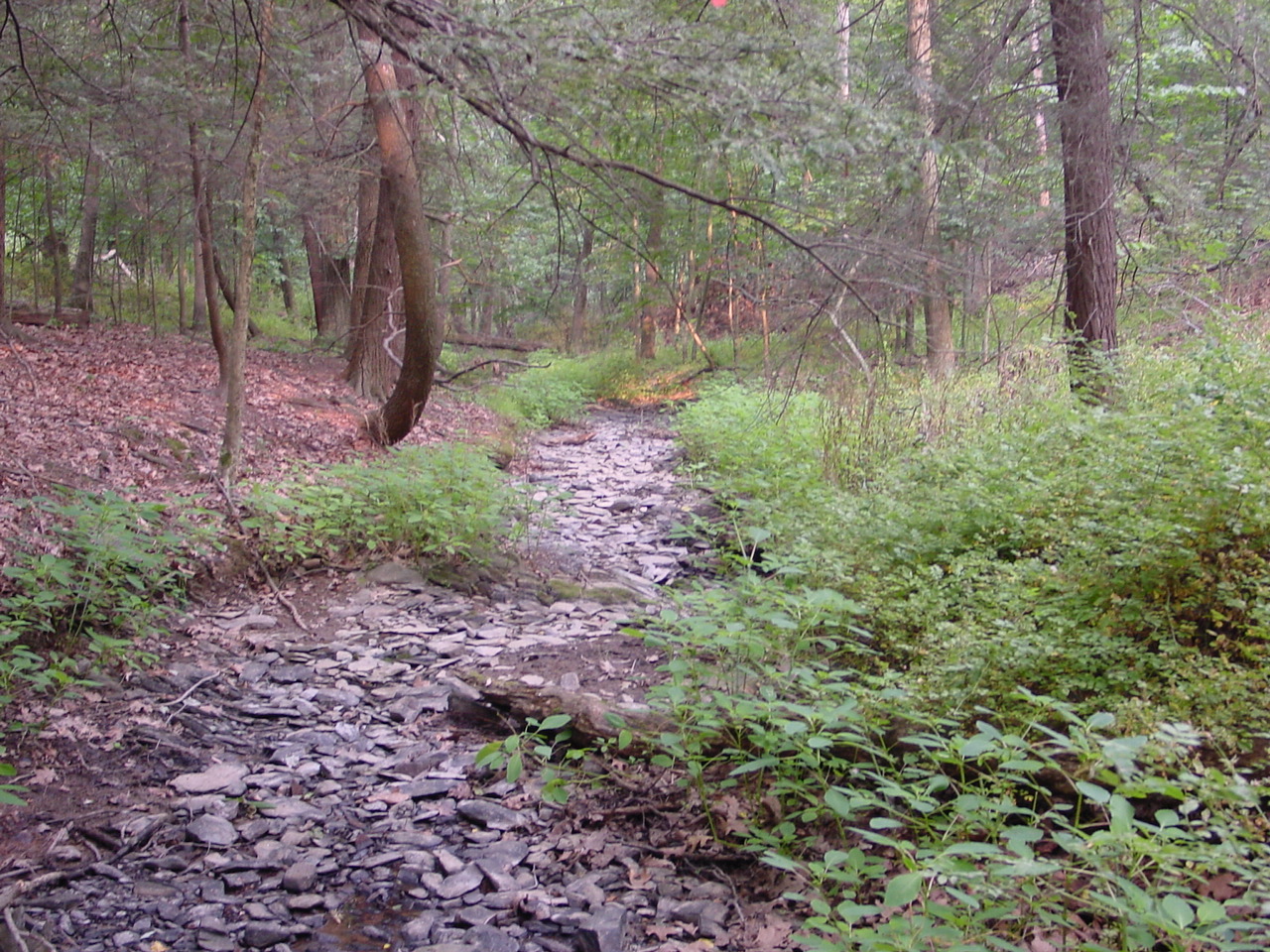 Field photo showing stream conditions at site CONO-116-R-2002-3