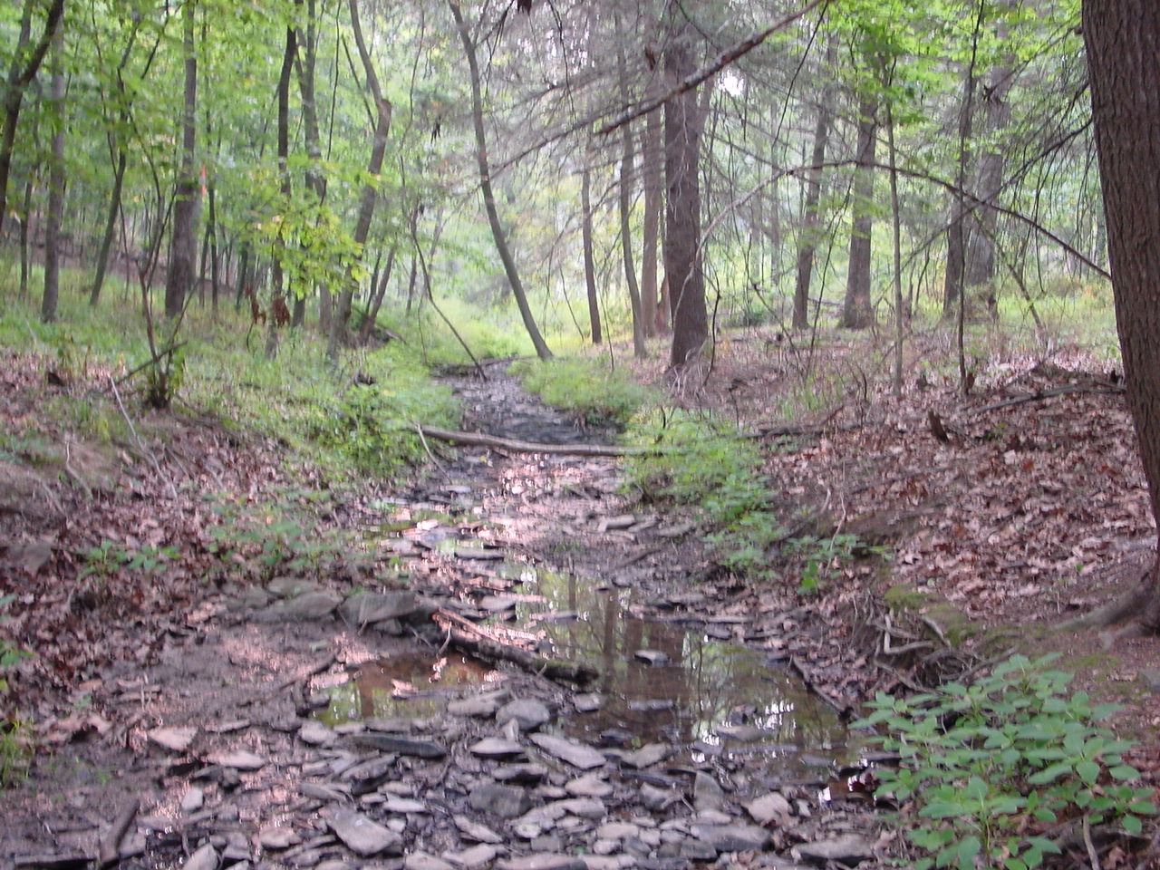 Field photo showing stream conditions at site CONO-116-R-2002-4
