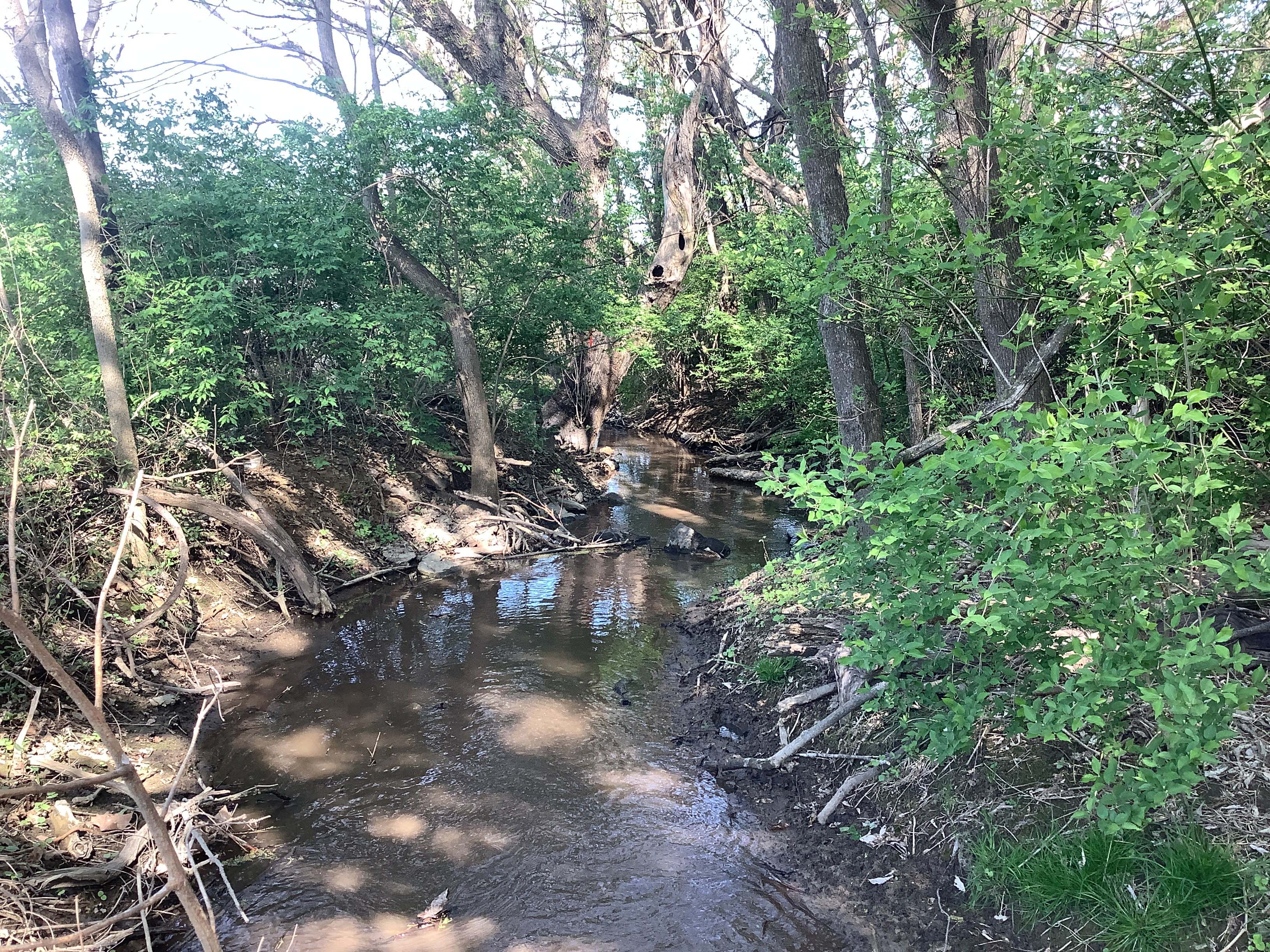 Field photo showing stream conditions at site CONO-127-R-2023_Midpoint_facing_downstream