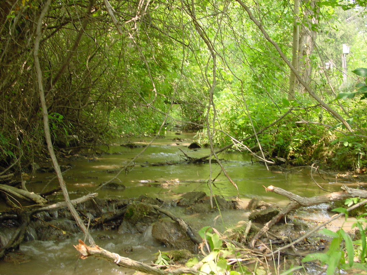 Field photo showing stream conditions at site CONO-217-R-2002-3