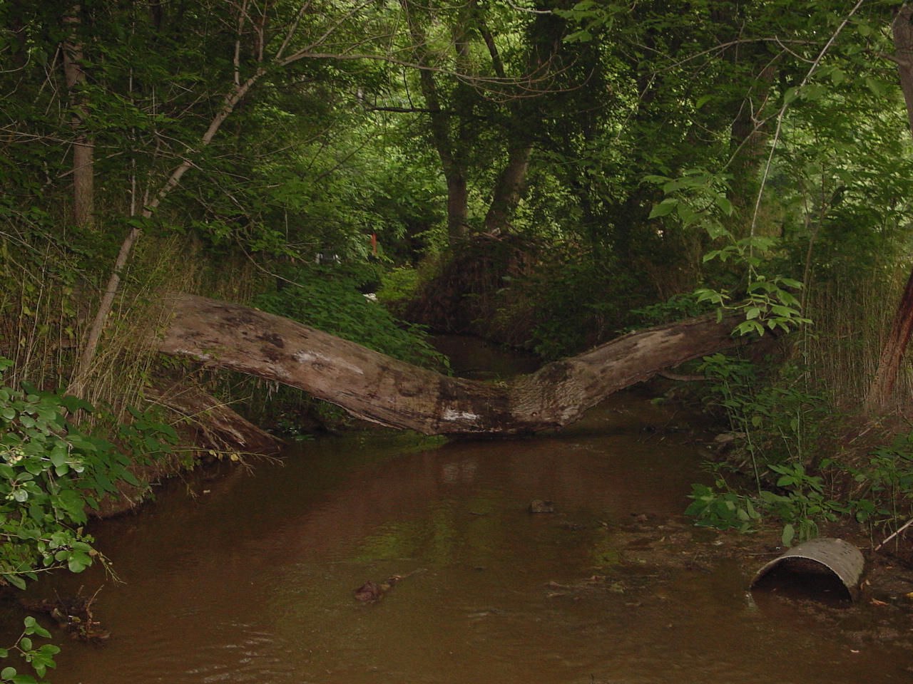 Field photo showing stream conditions at site CONO-222-R-2002-3