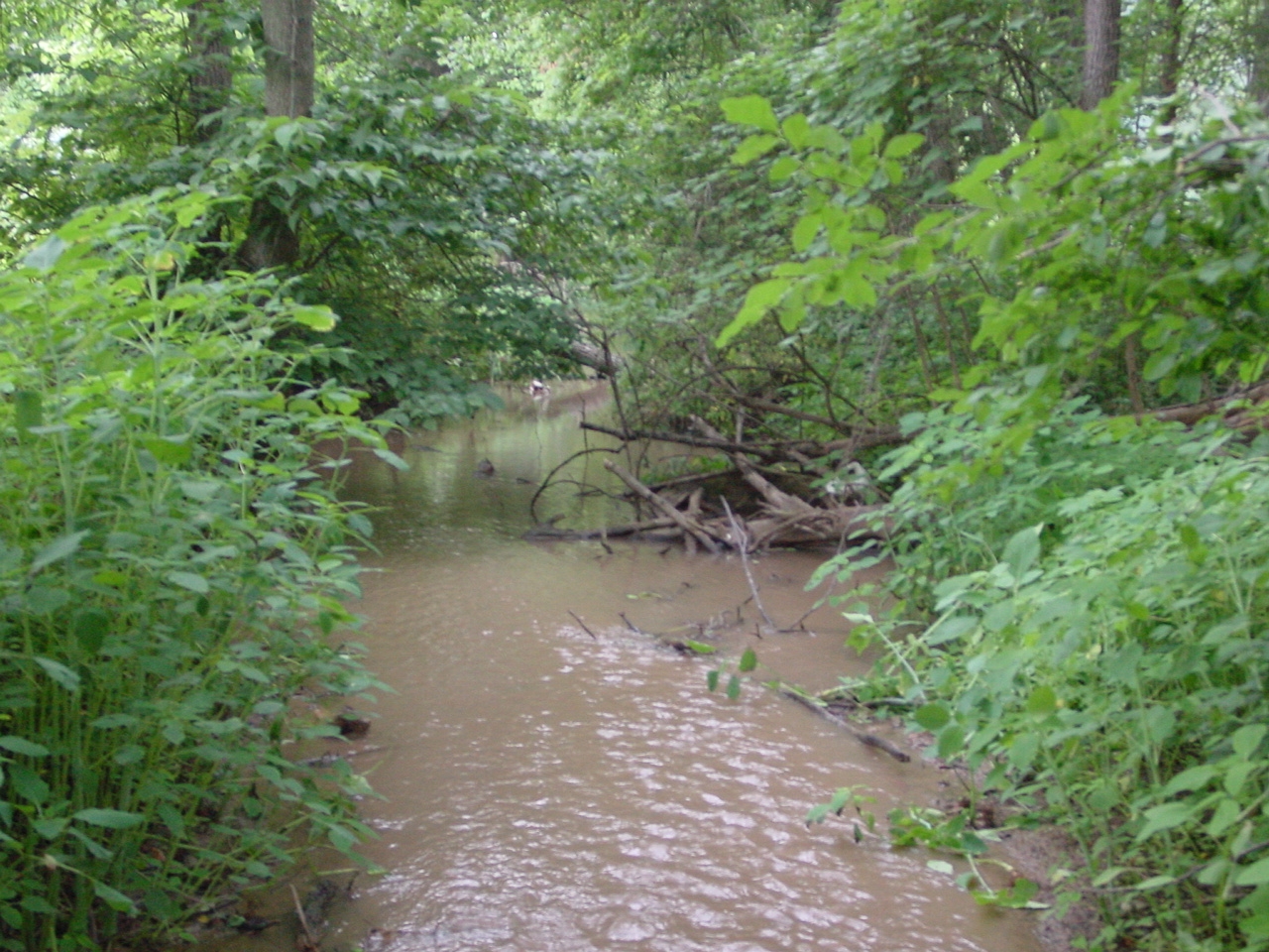 Field photo showing stream conditions at site CONO-222-R-2002-4