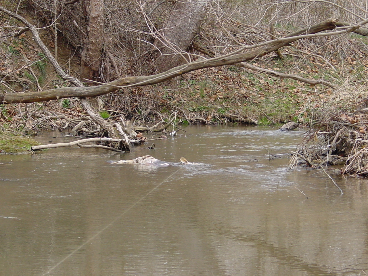 Field photo showing stream conditions at site CONO-312-R-2002-2