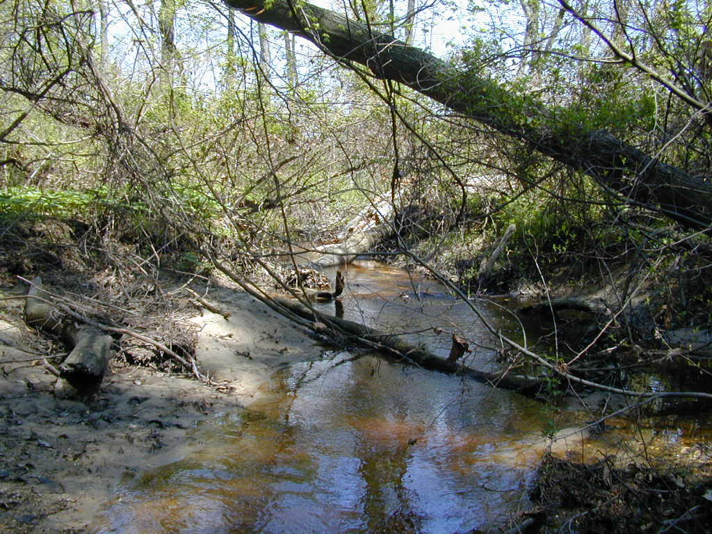 Field photo showing stream conditions at site CORS-102-R-2000-01