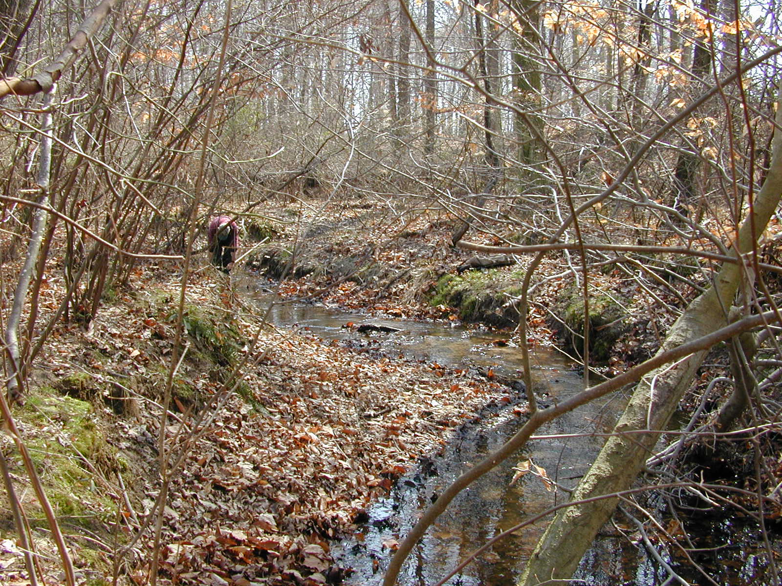 Field photo showing stream conditions at site CORS-102-S-2002-2