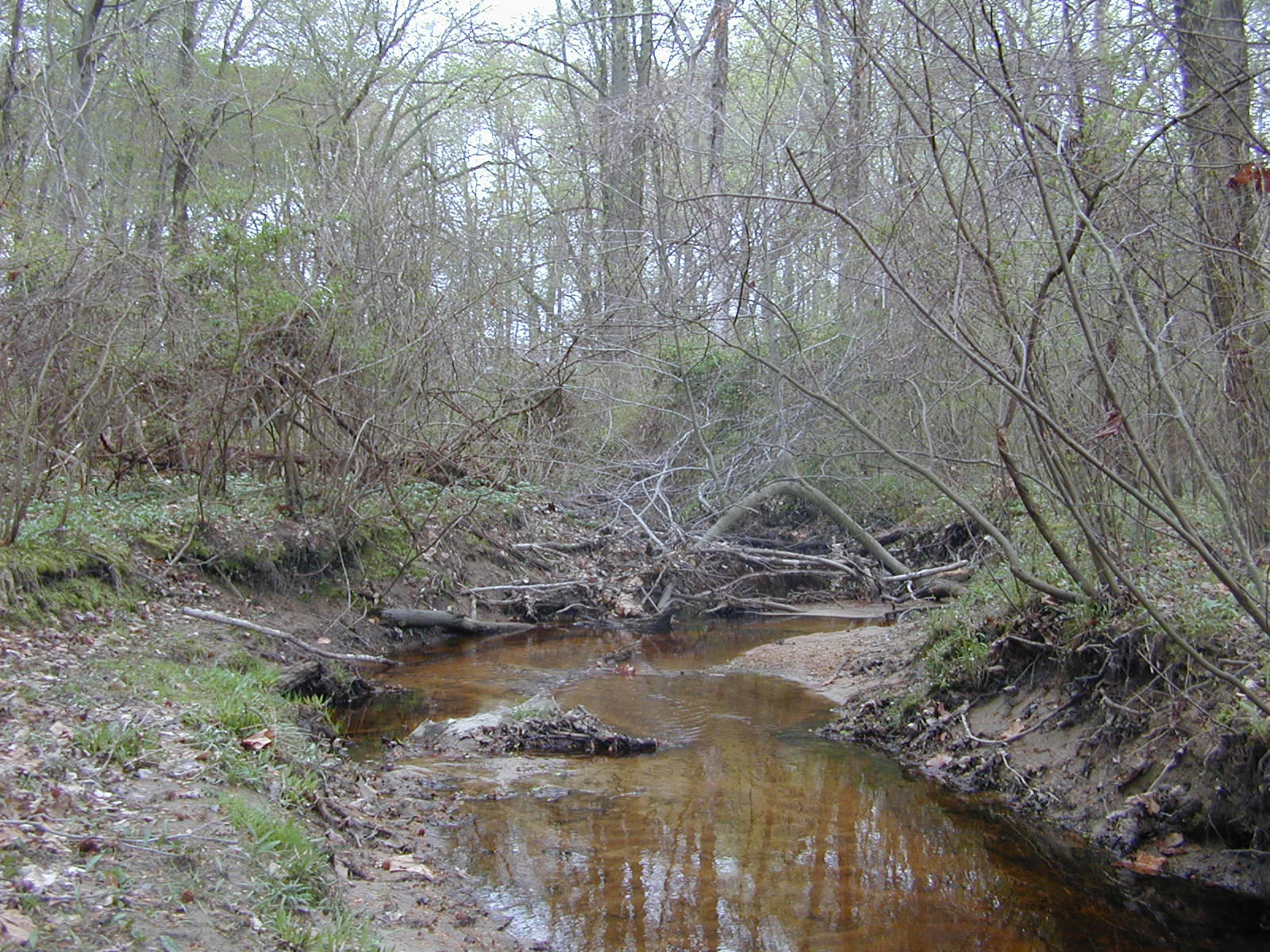 Field photo showing stream conditions at site CORS-102-S-2003-1012