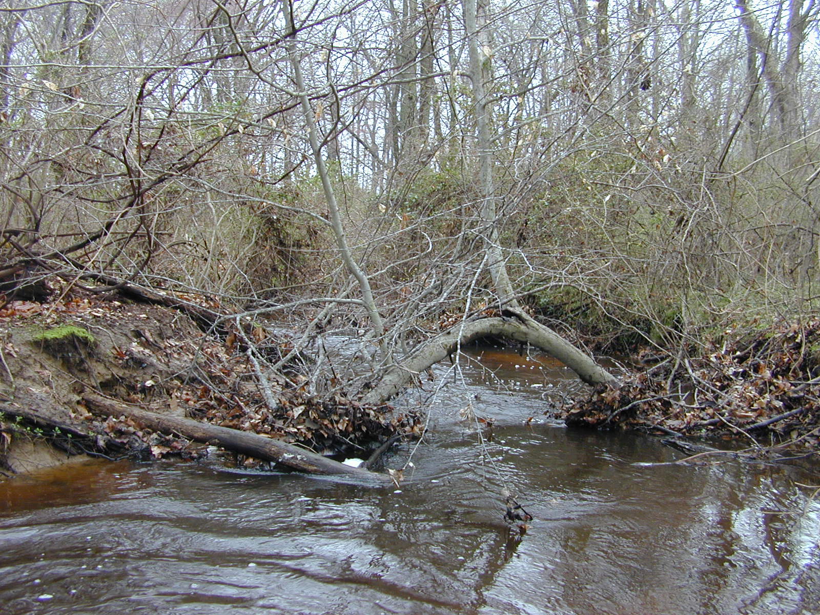 Field photo showing stream conditions at site CORS-102-S-2004-1