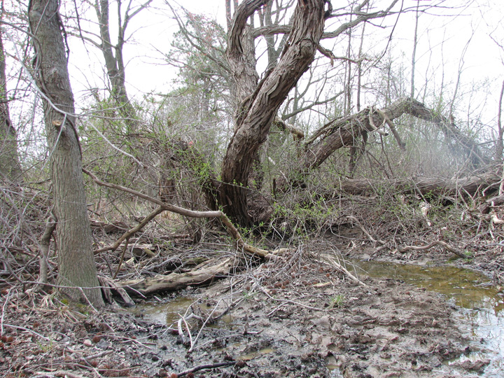 Field photo showing stream conditions at site CORS-103-R-2007-1