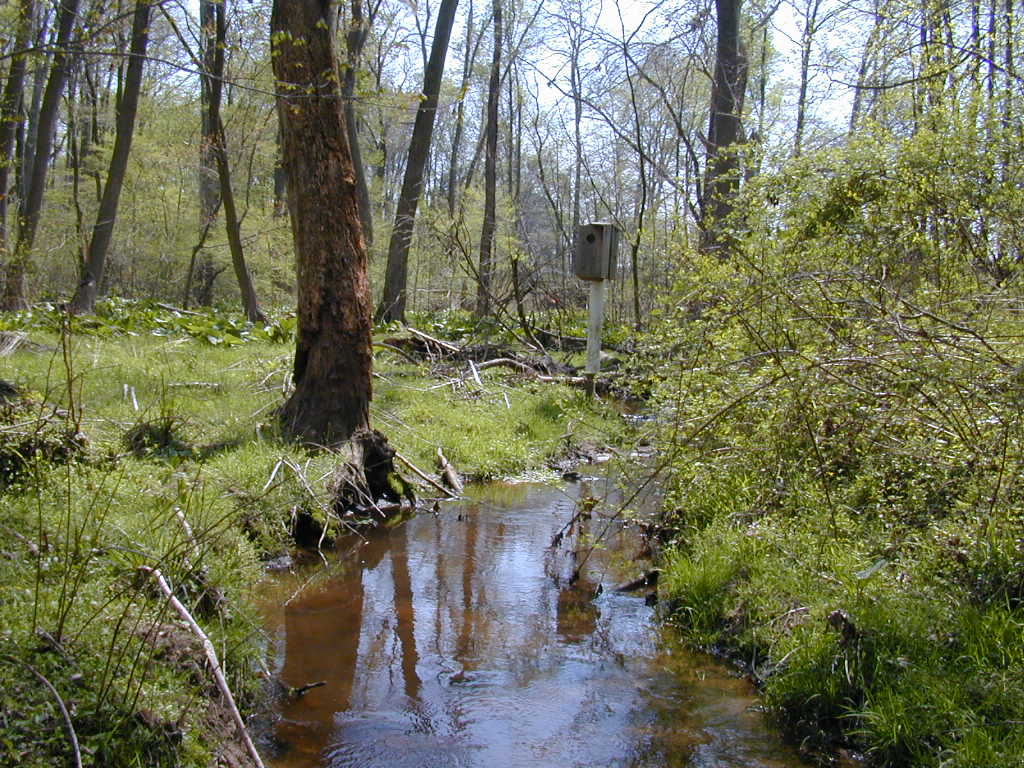 Field photo showing stream conditions at site CORS-106-R-2000-01