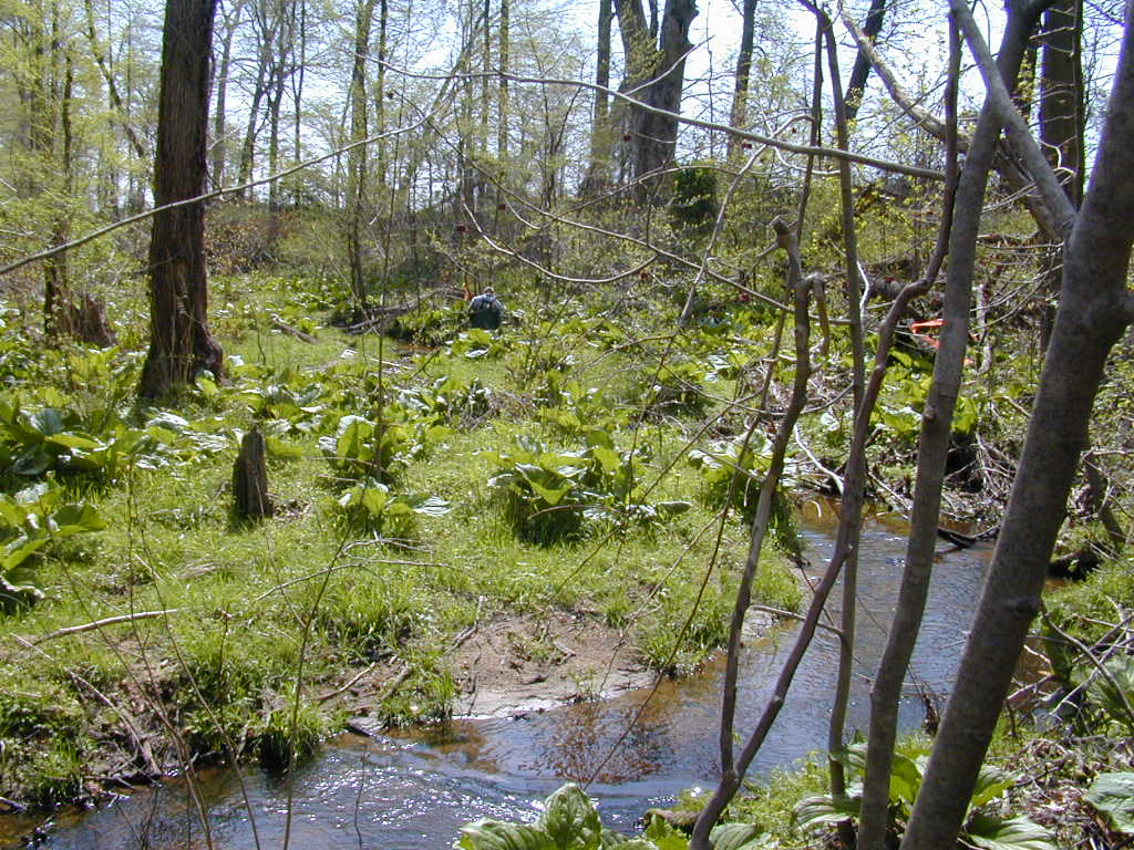 Field photo showing stream conditions at site CORS-106-R-2000-03