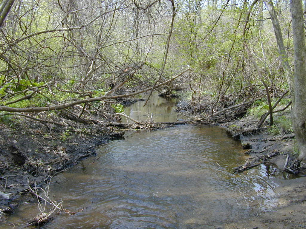 Field photo showing stream conditions at site CORS-107-R-2000-02