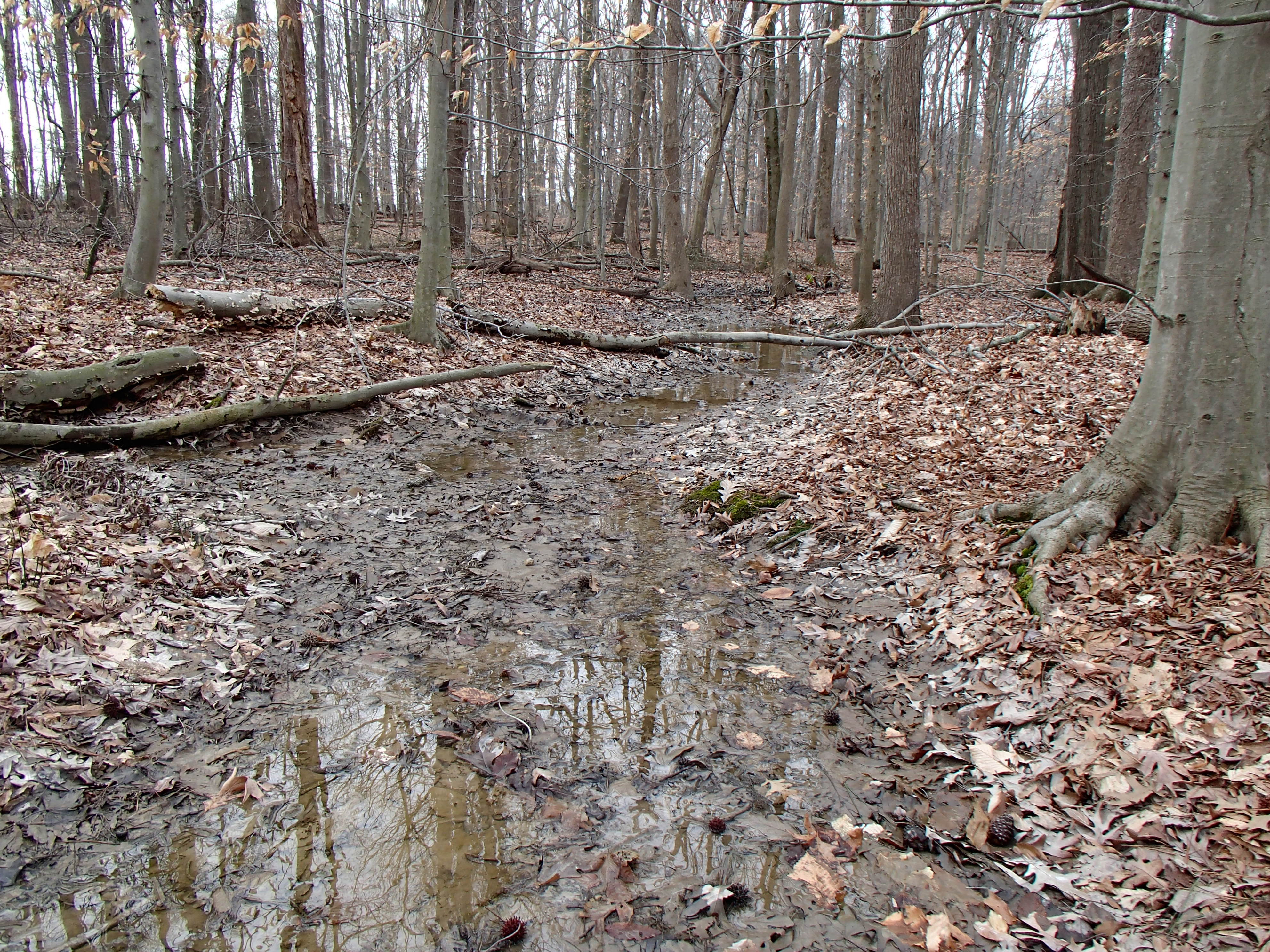 Field photo showing stream conditions at site CORS-107-R-2015_Midpoint-downstream