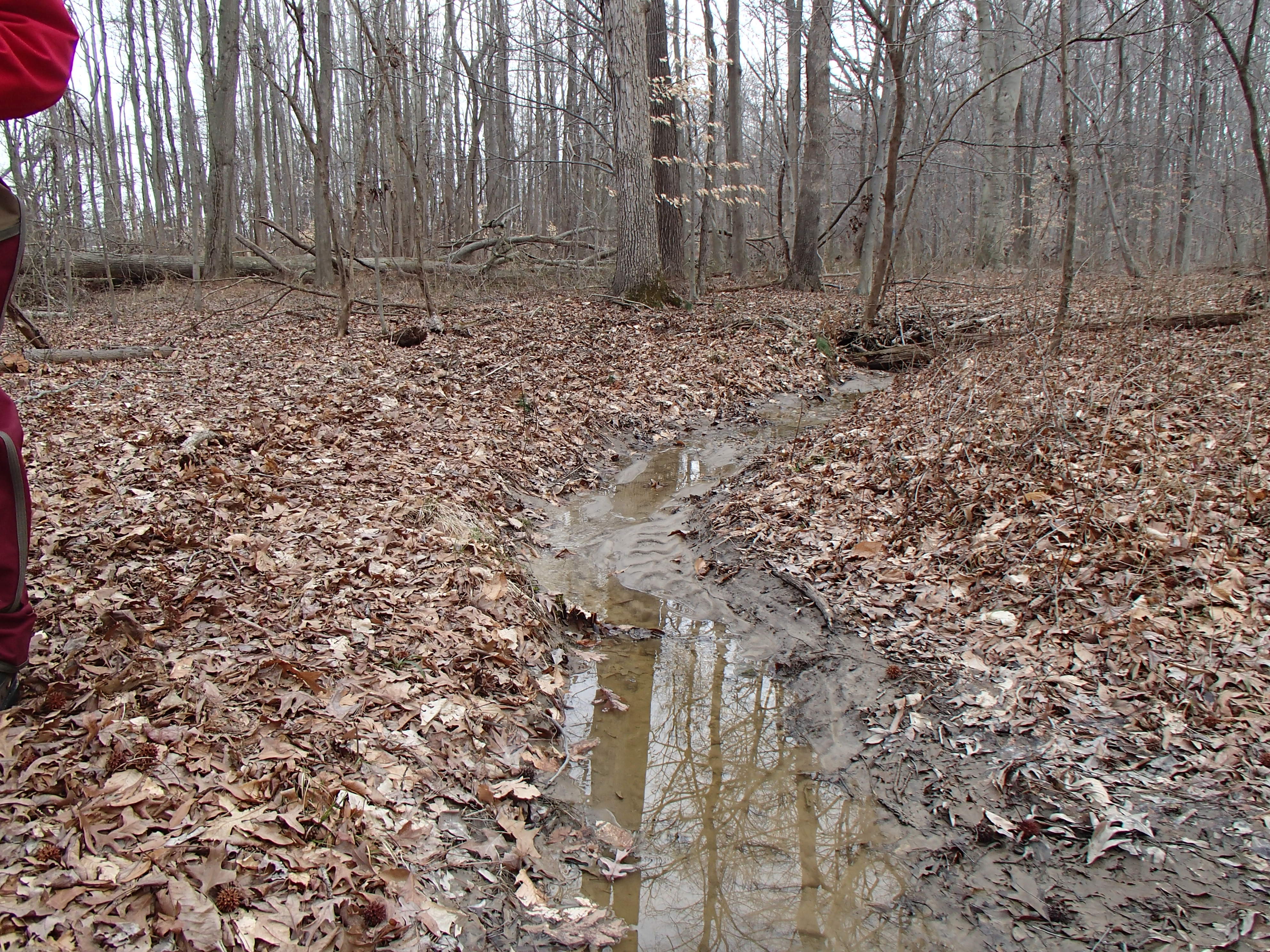 Field photo showing stream conditions at site CORS-107-R-2015_Midpoint-upstream