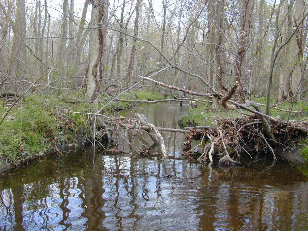 Field photo showing stream conditions at site CORS-108-R-2000-01