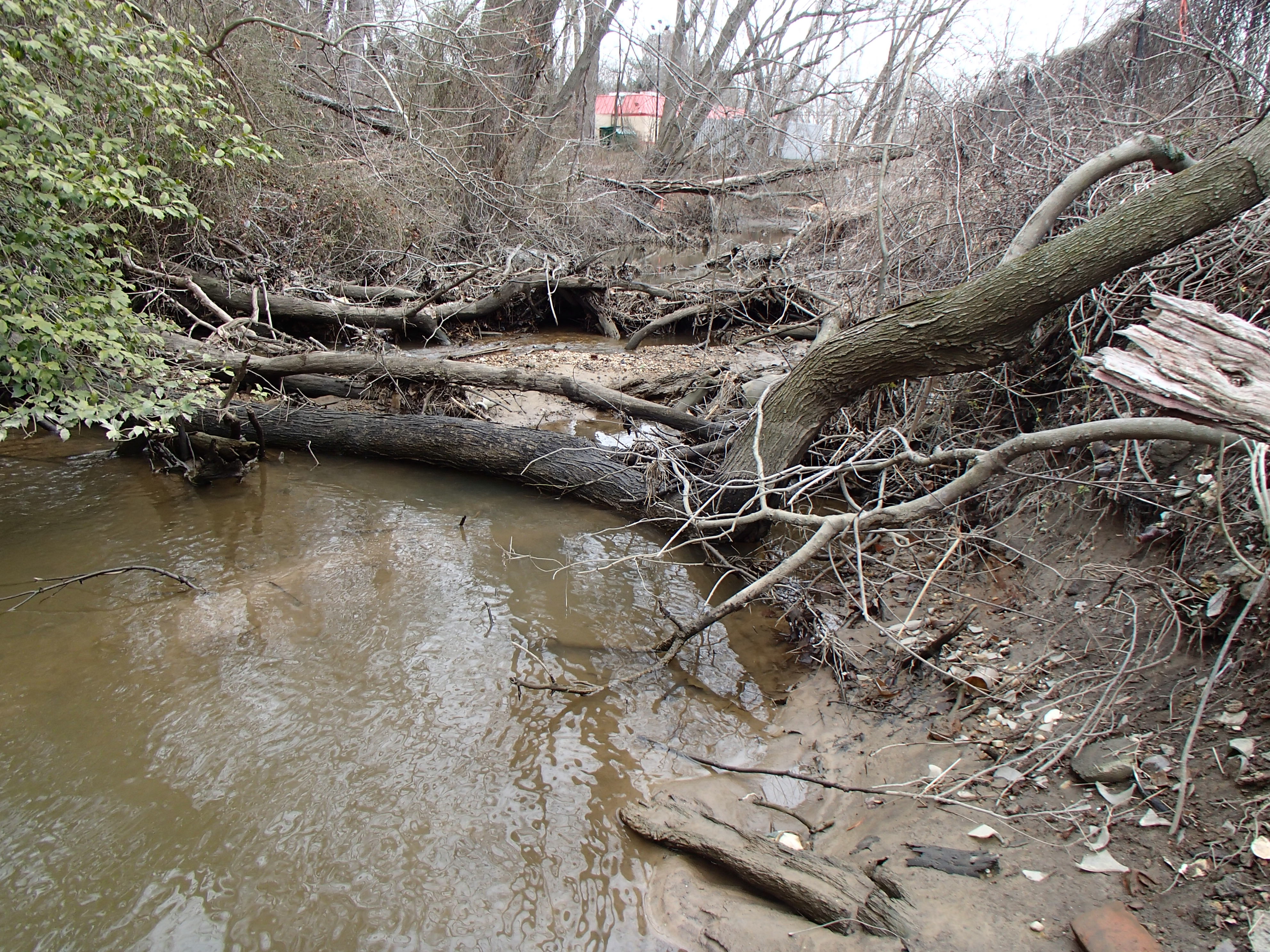 Field photo showing stream conditions at site CORS-116-R-2015_Midpoint-looking-upstream