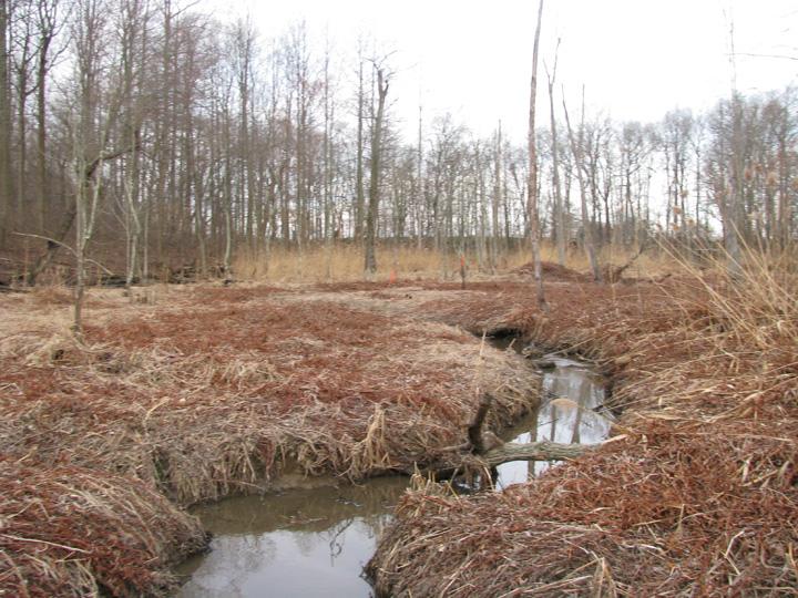 Field photo showing stream conditions at site CORS-131-X-2009-2