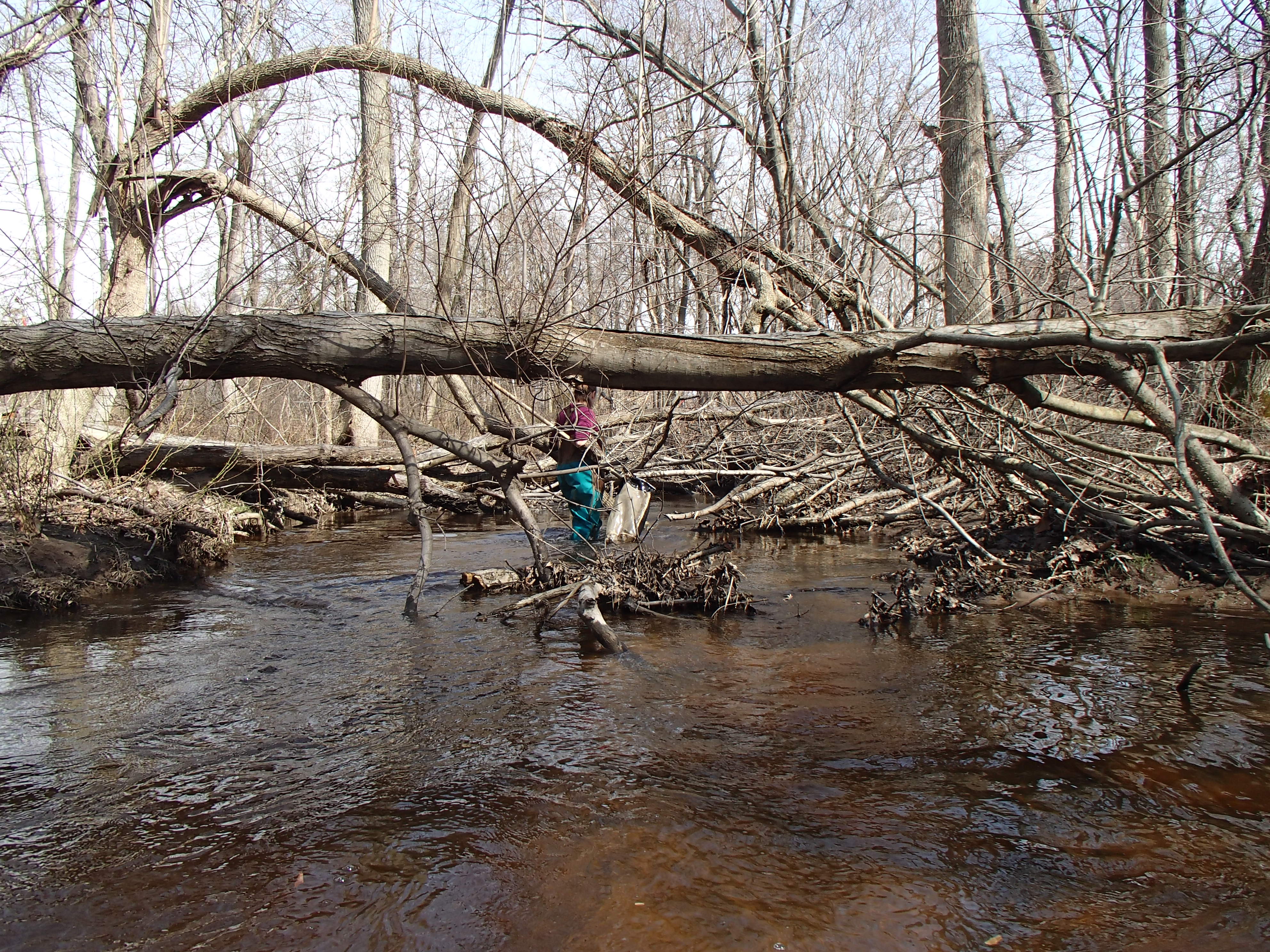 Field photo showing stream conditions at site CORS-204-R-2015_Midpoint-upstream