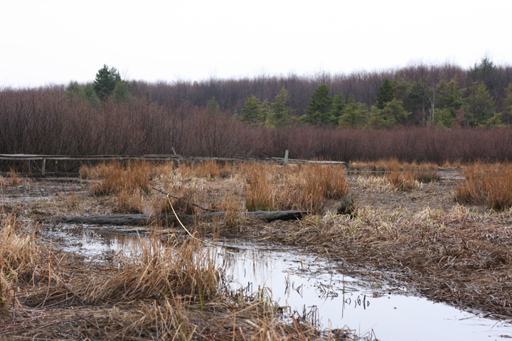 Field photo showing stream conditions at site DCRL-102-R-2009-1
