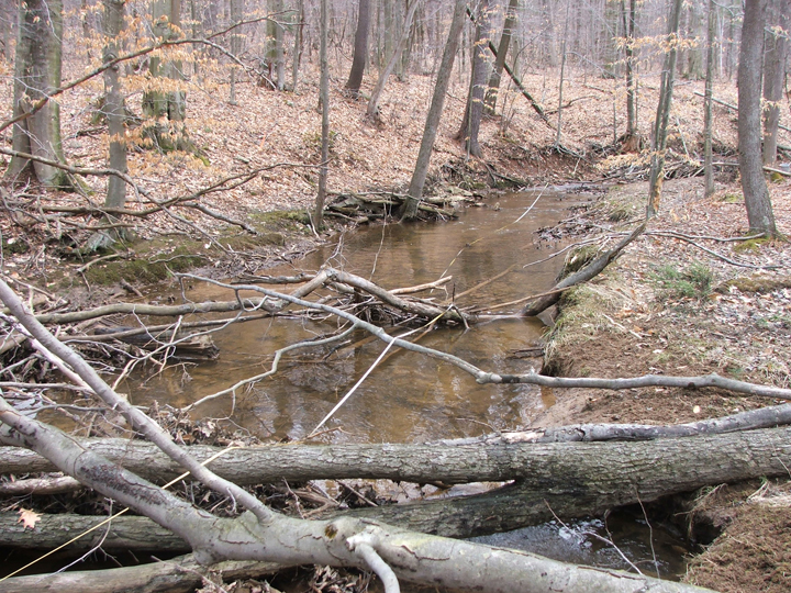 Field photo showing stream conditions at site DCRL-105-B-2008-1